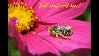 Langley Field Naturalists - presentation "Wild About Wild Bees" by Corey Bunnell and Anthea Farr screenshot 1