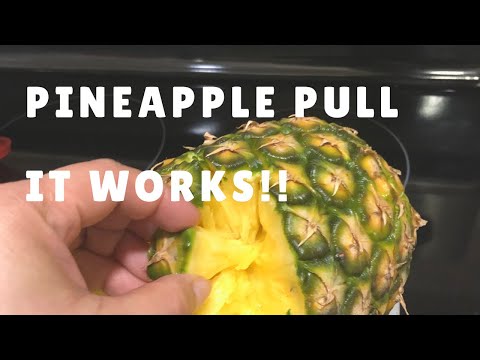 How To Pull Apart a Pineapple / Pineapple Pull | Survival Skills