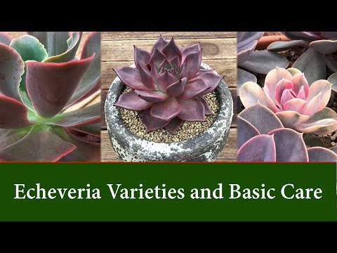 Video: Echeveria 