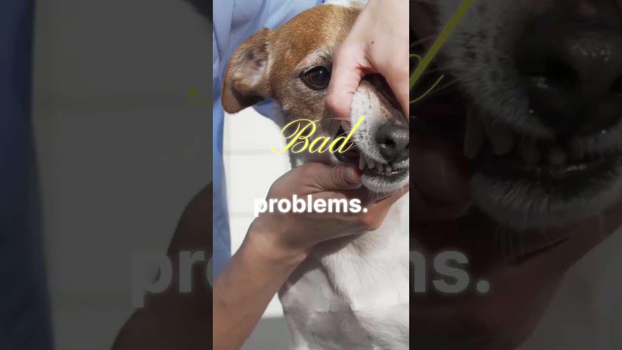 Essential Dog Health Tips