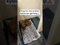 share or press all buttons so that she can get help🙏🙏🐶💔