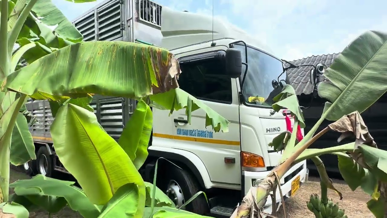 หมูน้อย ย้ายเข้าบ้านใหม่