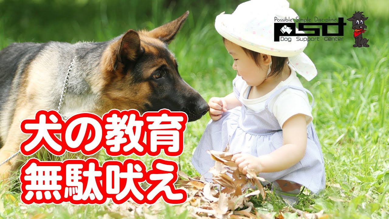 子犬や犬の無駄吠えには犬のしつけ いぬプロ PSDドックサポート YouTube