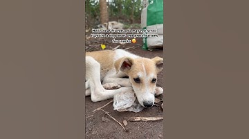 Please don’t scroll my engagement is low a single comment can help us to get more dog food🙏🙏