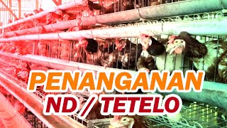 Tips ! Penanganan ND / Tetelo Pada Ayam Petelur