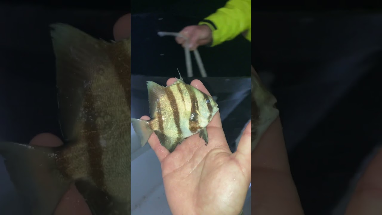 Up close look at an Atlantic spadefish. 