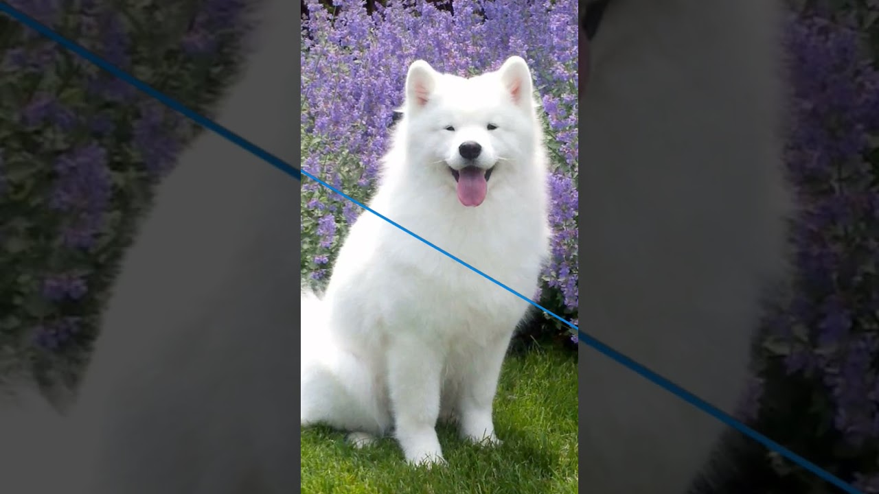 Top3 Most Expensive Dog Breeds | dog videos💰💰