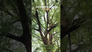 Dalma wildlife sanctuary 🐒🐒🐒 #holiday #dalma #wildlife #wildlifesanctuary