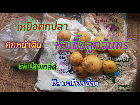 หัวเชื้อลูกจันทร์