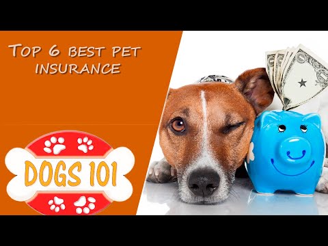 top-6-best-pet-insurance