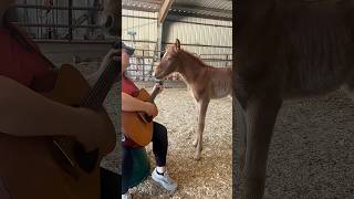 Baby Horse Music Bloopers🤪🤭 #shorts #sill #bloopers #babyanimals #horse