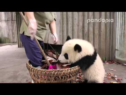 Panda cub and nanny’s “war\