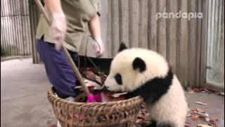 Panda cub and nanny’s “war'