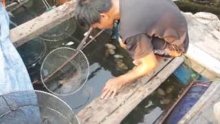 Sea Cuttlefish Breeding Farm At Fishing Village Halong Bay Vietnam