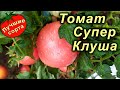 ТОМАТ СУПЕР КЛУША (Лучшие сорта томатов)