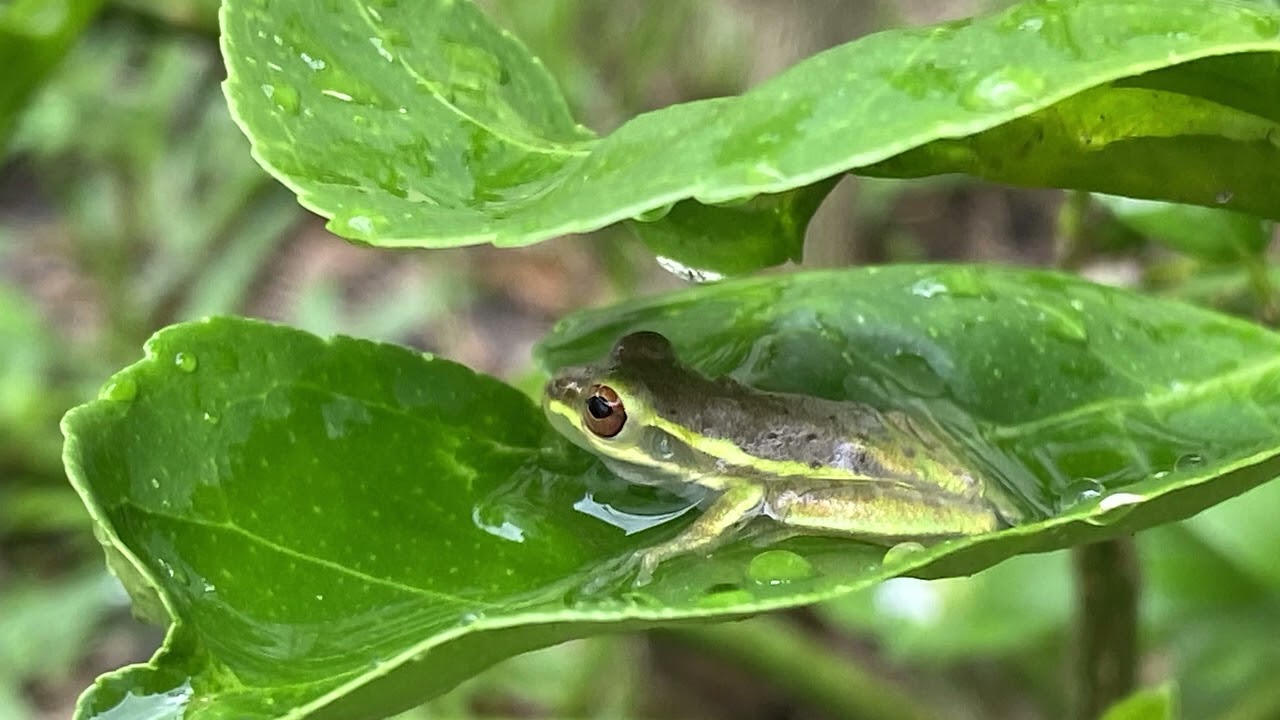 Relaxing Ambient Music for Anxiety, Stress Relief & Relaxation | Meditation, Spa, Relaxing