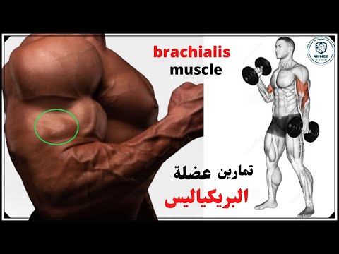 brachialis muscle exercises |تمارين عضلة البريكياليس ( العضدية)