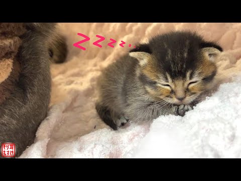 寝落ちする我が子を見守る親の愛に感動して涙出た…【奇跡のイクメン猫】