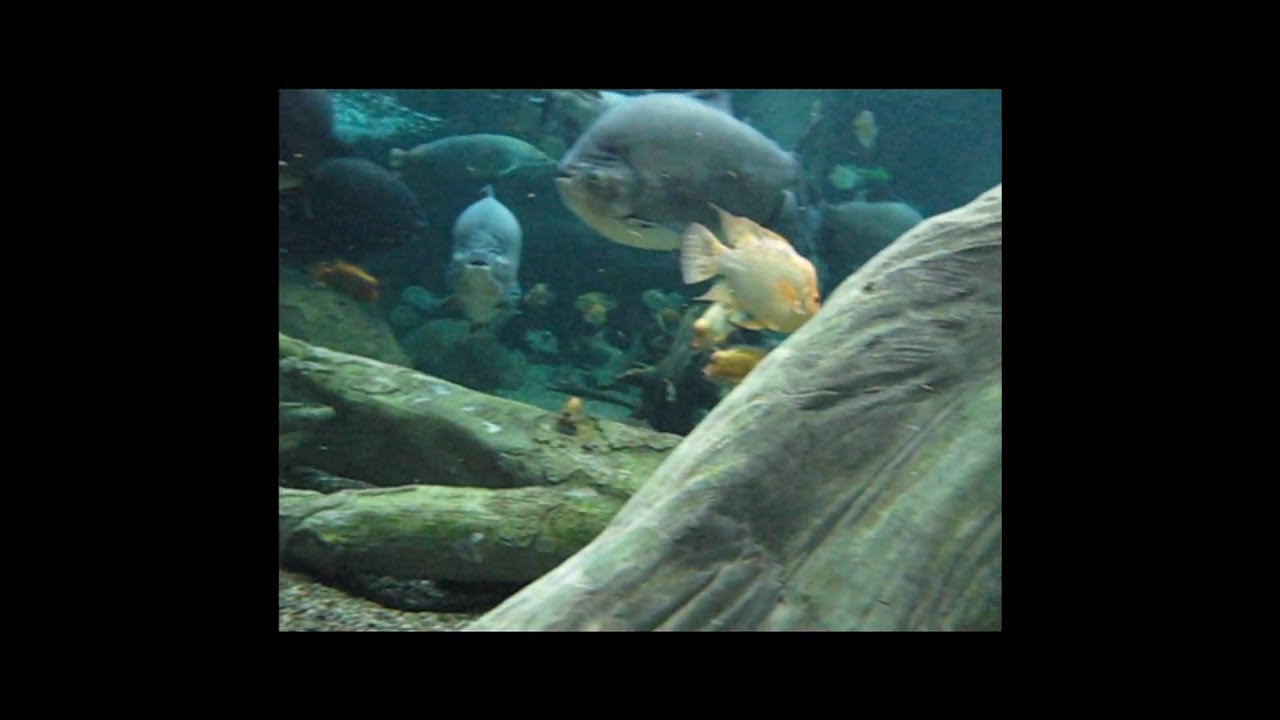 Ver Zoo Dive Dec 12-19-2009 no YouTube Ver Zoo Dive Dec 12-19-2009 no YouTube