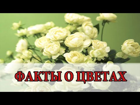 ИНТЕРЕСНЫЕ ФАКТЫ О ЦВЕТАХ