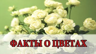 ИНТЕРЕСНЫЕ ФАКТЫ О ЦВЕТАХ