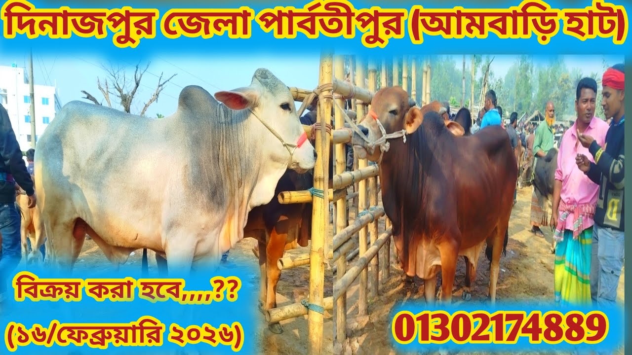আজ সোমবার দিনাজপুর জেলা আমবাড়ী হাটে সেরা মানের বড় বড় ষাঁড় গরুগুলো কত দাম চাচ্ছে #cow #animals 