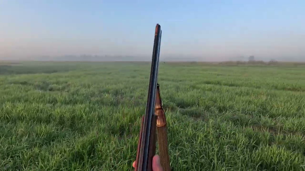 Охота на  дупеля 30,07,25 Рос Гай-Фрэя