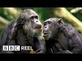 Chimpanzees are just like us   bbc reel