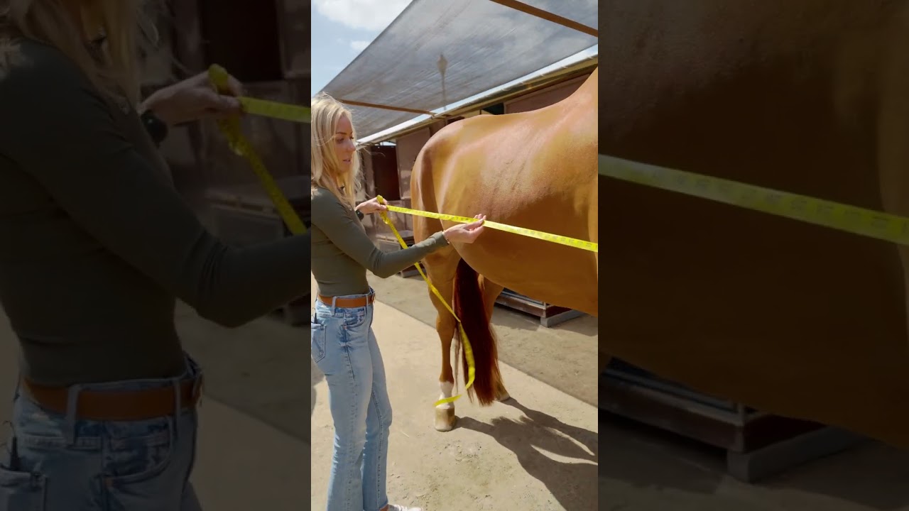 How to Measure a Horse For a Blanket