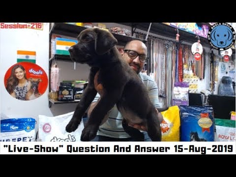 puppy paradise Live Show - Question & Answer - 15,August 2019 (Chocolate Labrador)