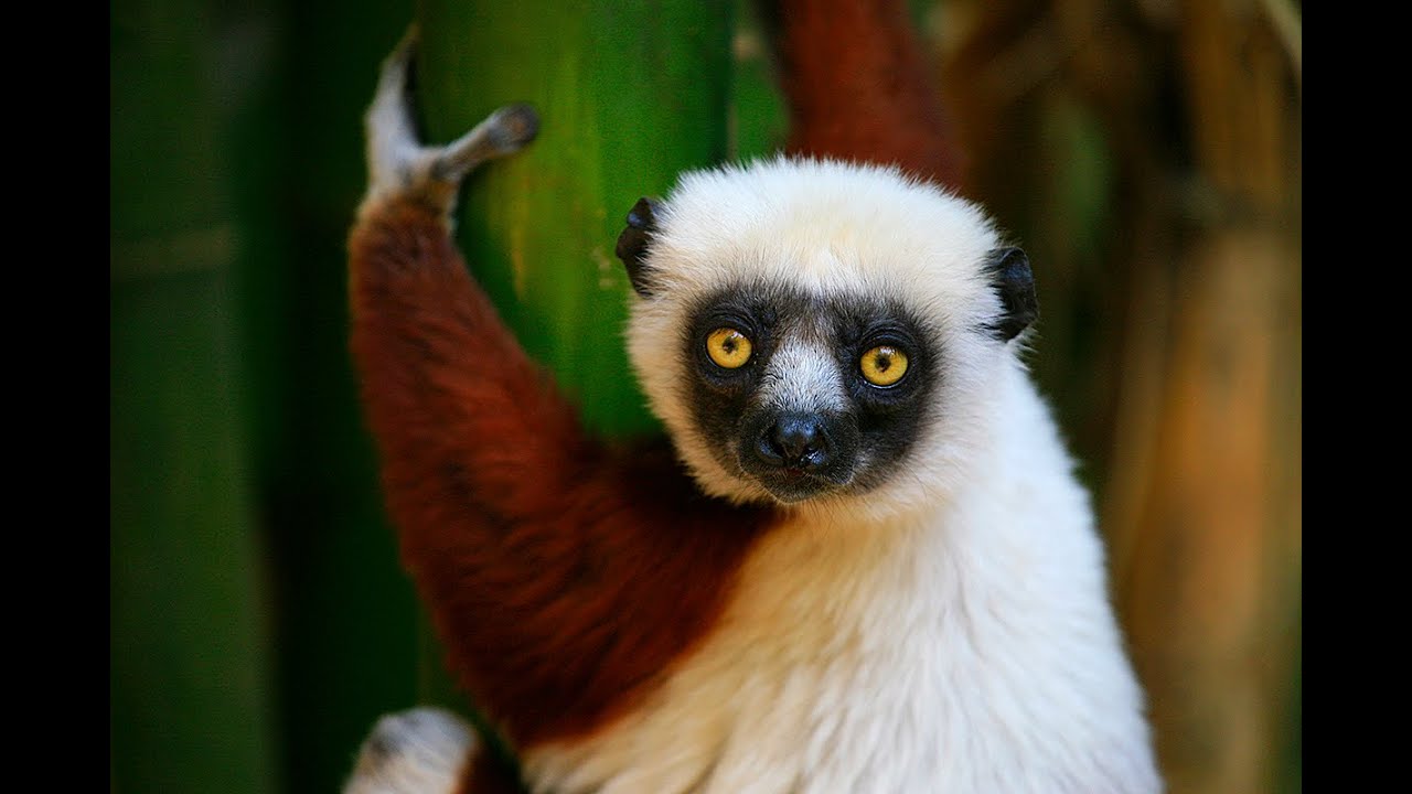 Jaká zvířata žijí na Madagaskaru?