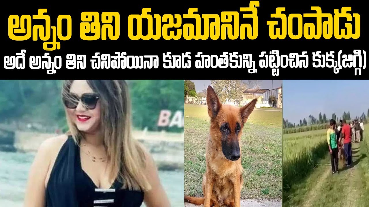 చనిపోయి యజమానిని చంపిన హంతకుణ్ణి పట్టించిన కుక్క | Jaggi Dog Solve Case | Mr.Venkat Waves | VOV