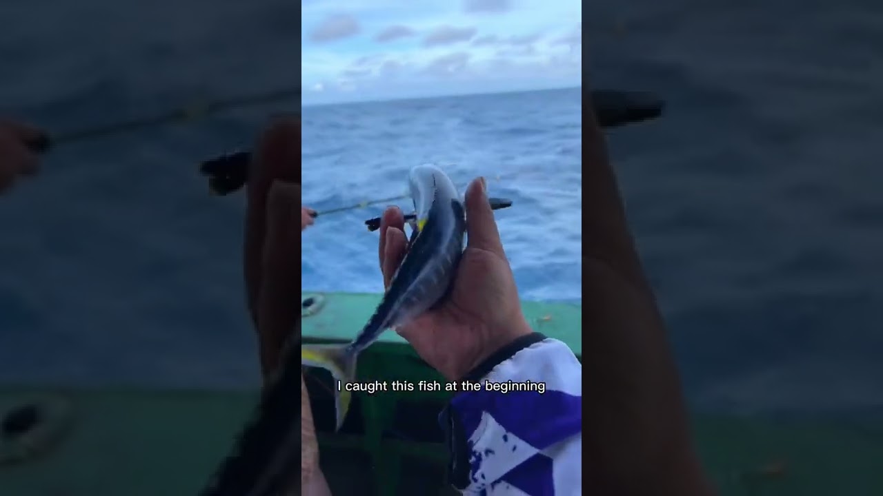 Challenge the smallest sea fishing tuna in the whole network. Have you ever caught such a small tuna
