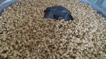 Sprouting Wheat For Bread Making!