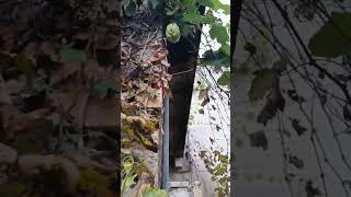 Conocíais este vegetal?? #rural #campo #galicia #naturaleza #finca #fruta #galiza