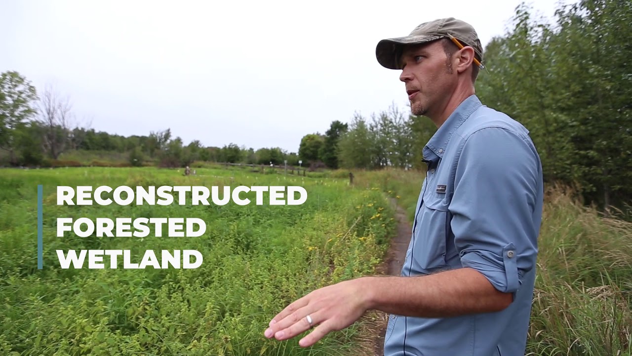 MI Environment - Wetland Mitigation at Presque Isle