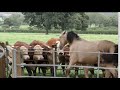 A Unique Video of Bella Bull Fighting. Our yearling Andalusian Filly must have inherited this trait