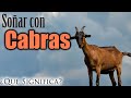 SOÑAR Con CABRAS Qué Significa Qué Quiere Decir Este Sueño