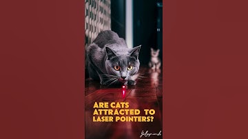 Are cats attracted to laser pointers #cat #cats #pets @cutecatvideos4410