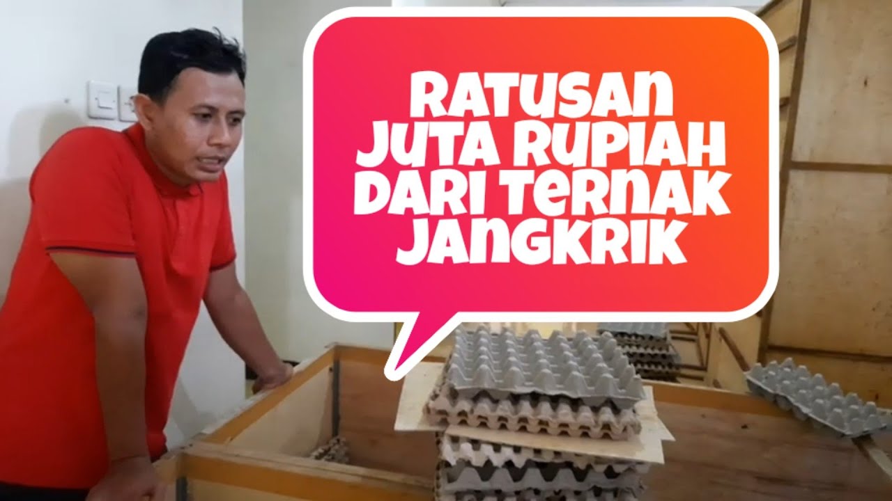 Ternak Jangkrik Modal Sedikit Omset Ratusan Juta 