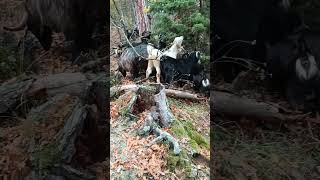 Bugün Ormanlarda Gütmeye Devam Yayılım Dolmuş