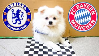 Chelsea Vs Bayern Great For Our Pet To Predict The Match Score Right? C1 Predict