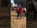 Parna 🔥 Shandaar Murrah Jhota | Masoom Sharma | #shorts