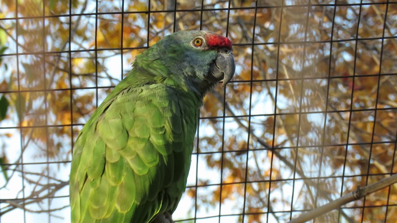 Red Lored Amazon Resplendent! Lilac Crowned, Blue Fronted & Yellow