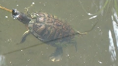 AwA Red-eared Slider Turtle (Trachemys scripta elegans)