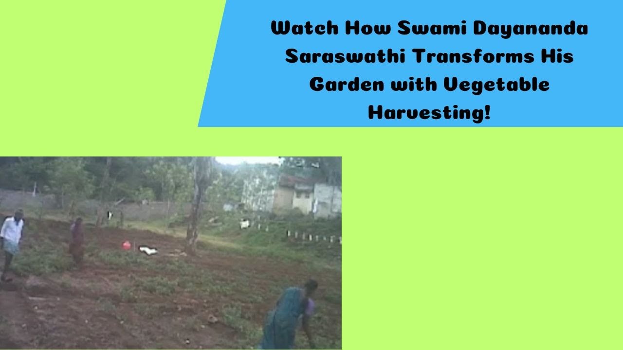 Watch How Swami Dayananda Saraswathi swamiji Transforms His Garden with Vegetable Harvesting!