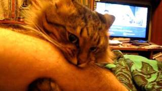 Видео Кусючий и царапучий кот Шуля (автор: GWGRussian)
