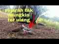 MOMEN YANG TAK TERLUPAKAN SEPANJANG SEJARAH, PERPIKATAN TEKUKUR