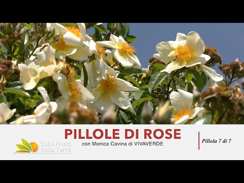 Pillole di Rose - 7 di 7