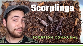 My Pet Baby SCORPIONS Update! They are GROWING (Heterometrus spinifer)